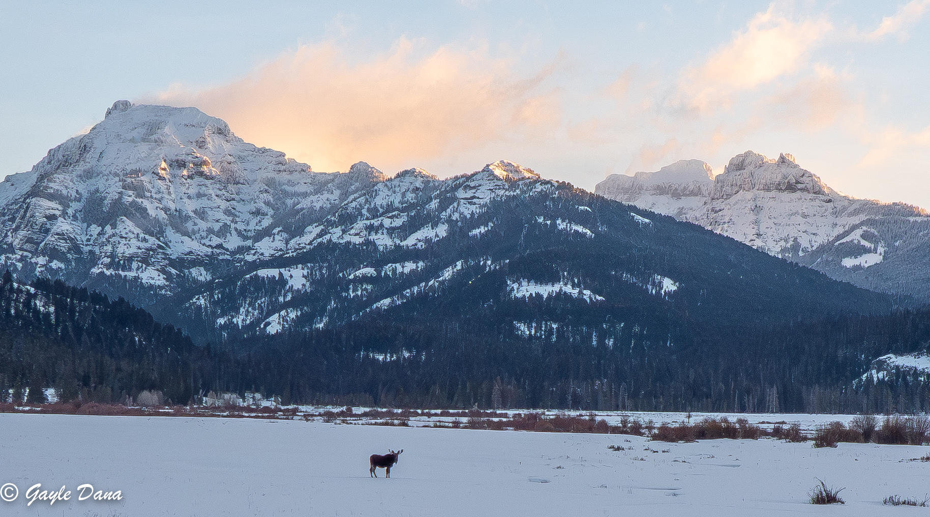 Moose Bull with mountains